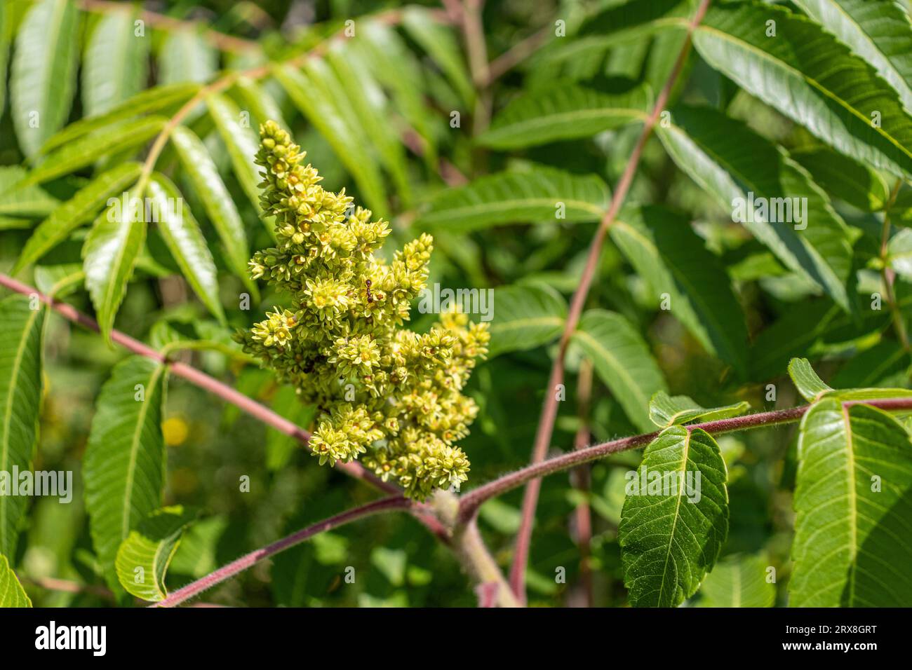 A sumac tree with green compound leaves and yellow coneshaped flowers