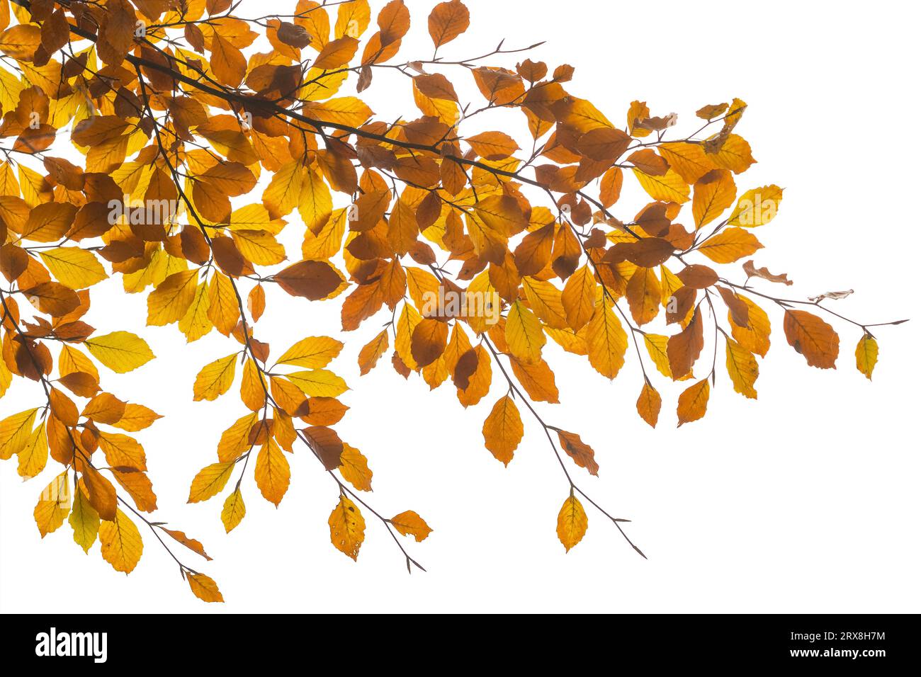 Branch of autumn leaves isolated on a white background Stock Photo - Alamy