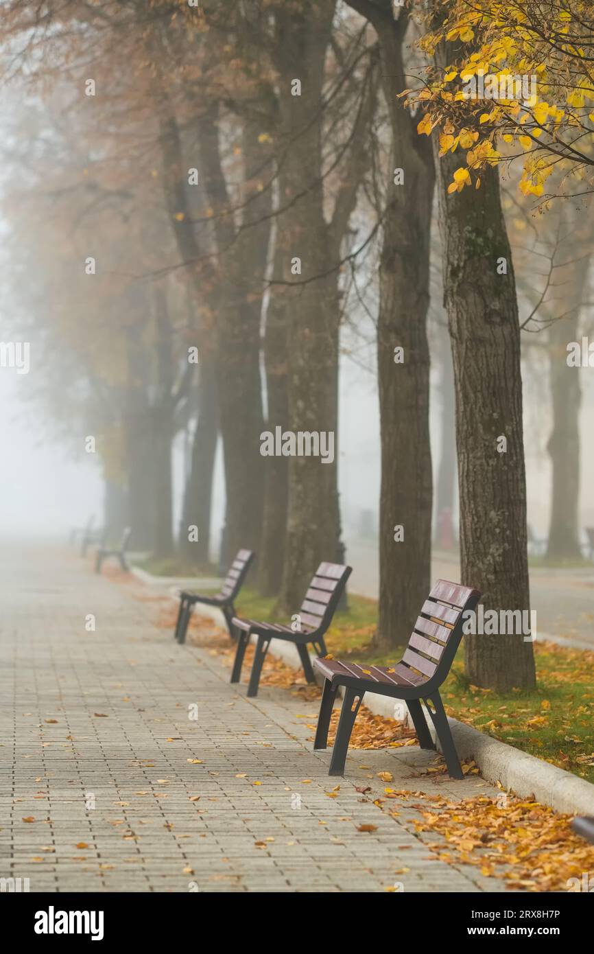 Autumn park with wooden benches in foggy morning Stock Photo