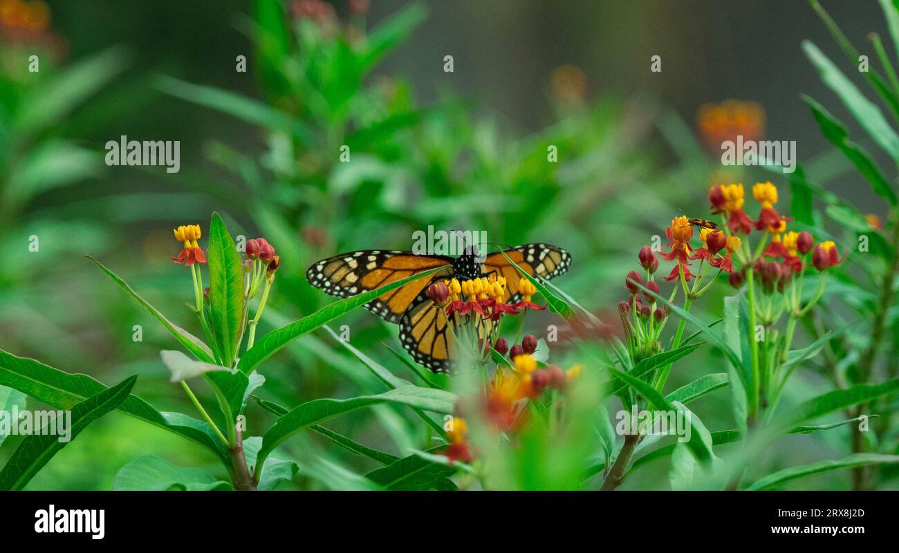 Monarch Butterfly Stock Photo