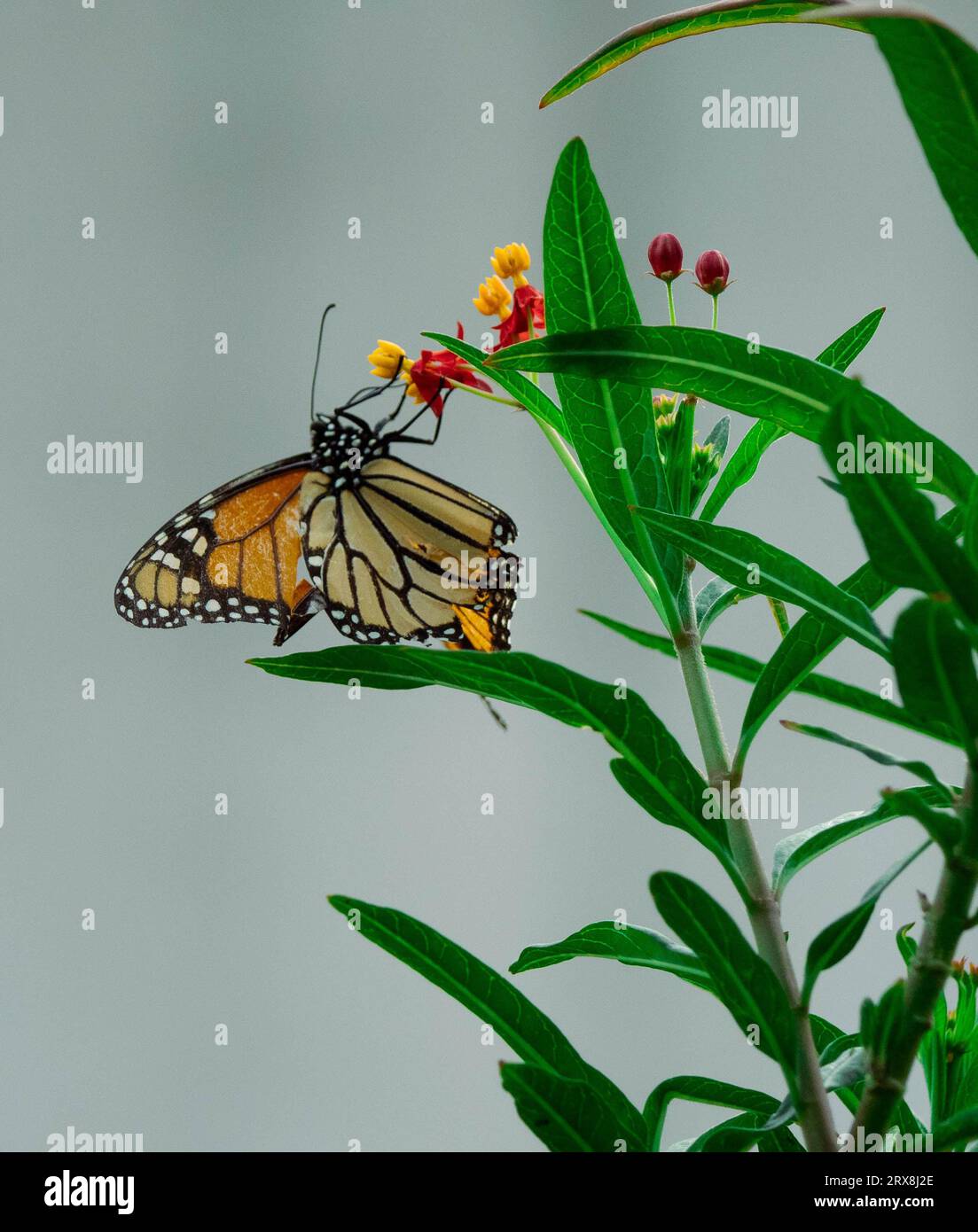 Monarch Butterfly Stock Photo