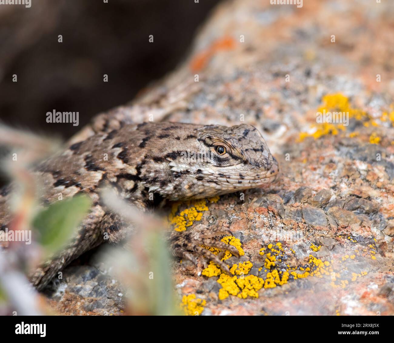 A Common Sagebrush Lizard blends in against a lichen-covered rock. Stock Photo