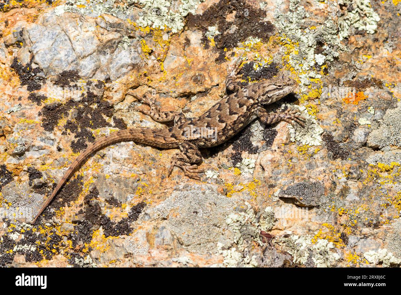 A Common Sagebrush Lizard blends in against a lichen-covered rock. Stock Photo