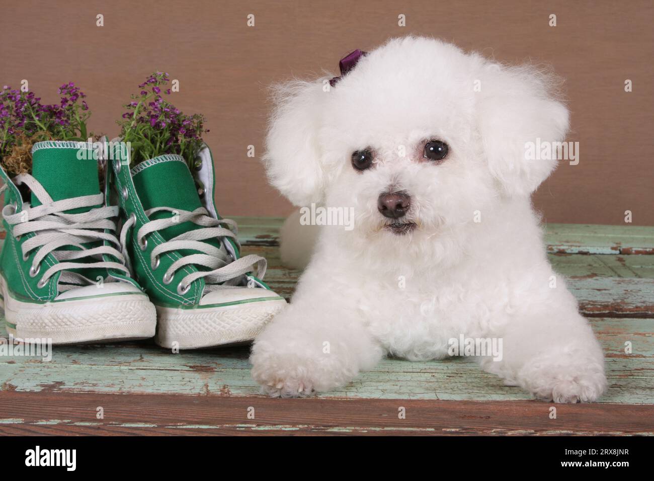 Bichon Frise laying on boards next to tennis shoes with flowers in them Stock Photo Alamy