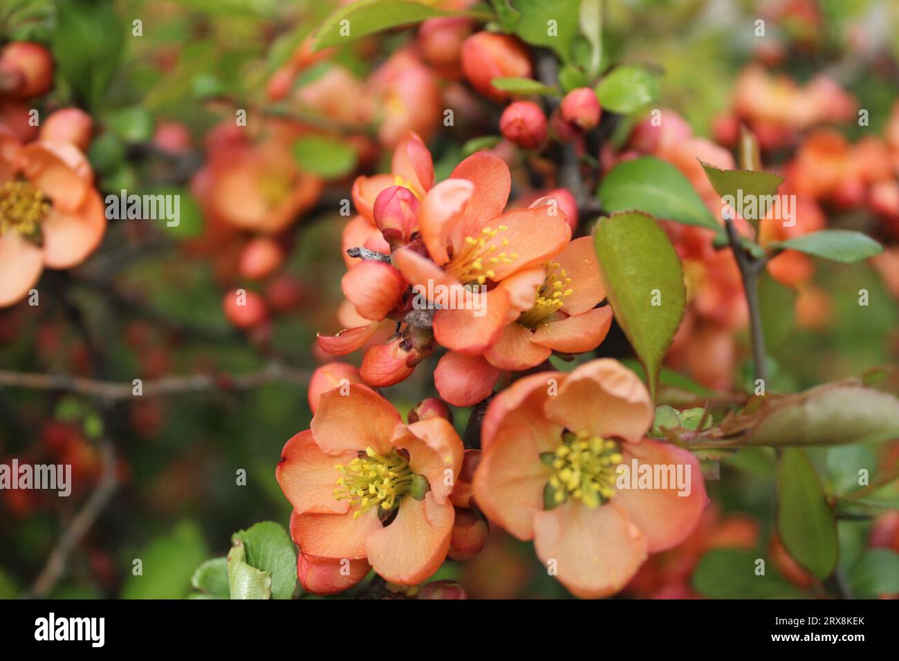 Japanese quince chenomeles henomeles small orange flowers on a branch. Spring, flowering, blooming, flowers, summer Stock Photo