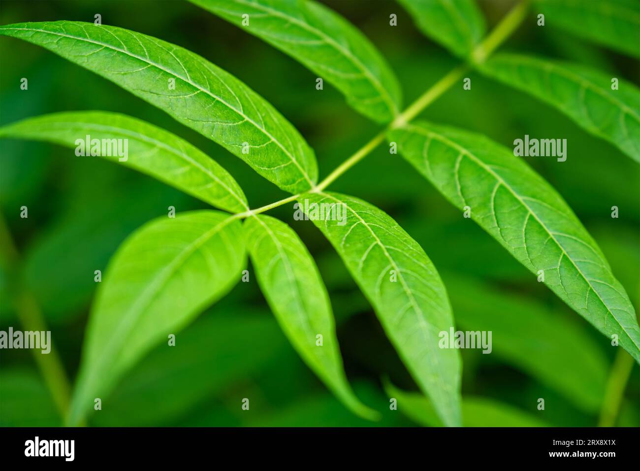 Chinasumac Ailanthus altissima tree branch Stock Photo Alamy