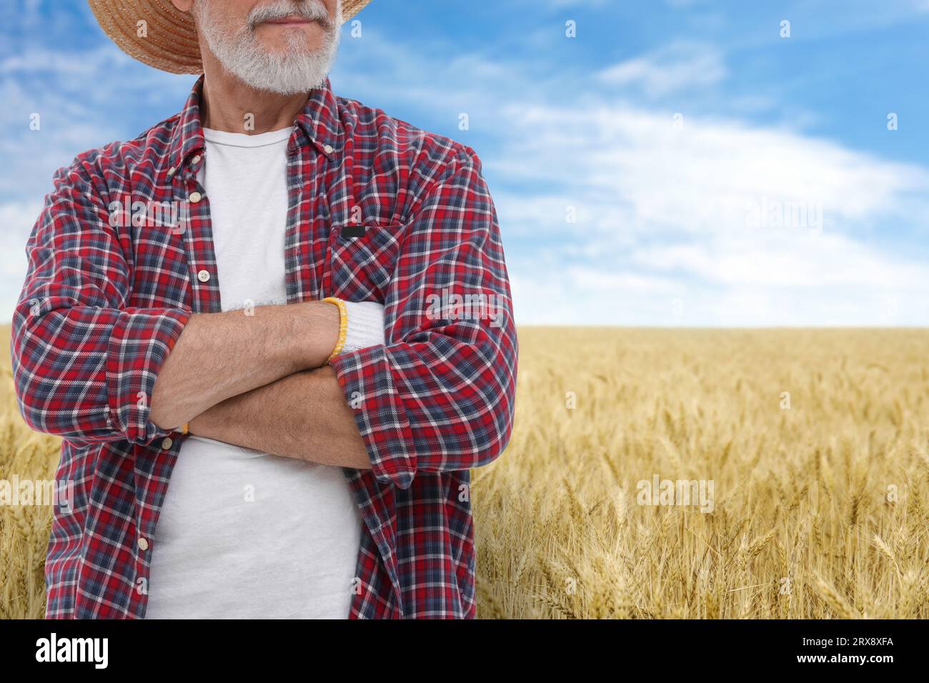 Confident farmer with crossed arms in field, closeup. Harvesting season ...