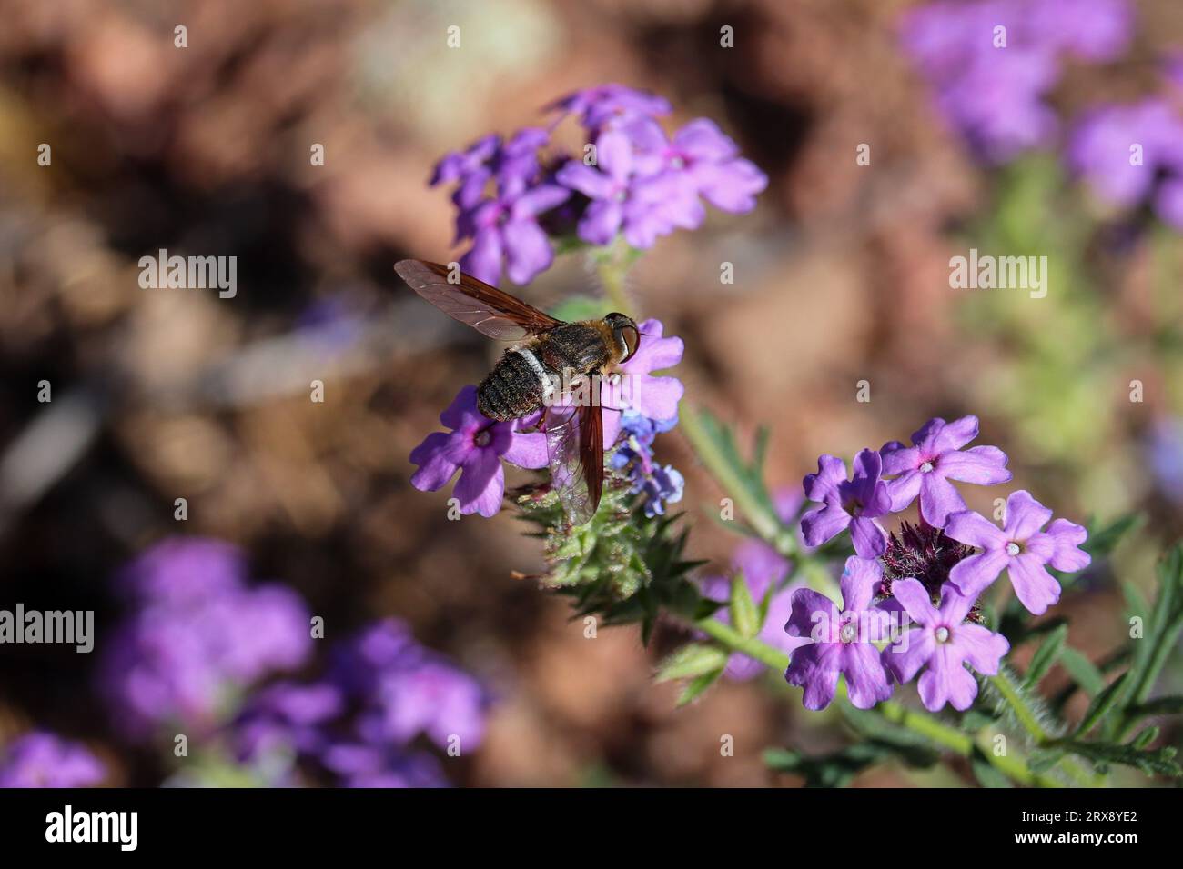 Bee fly or Hemipenthes feeding on mock vervain flowers at Rumsey Park in Payson, Arizona. Stock Photo