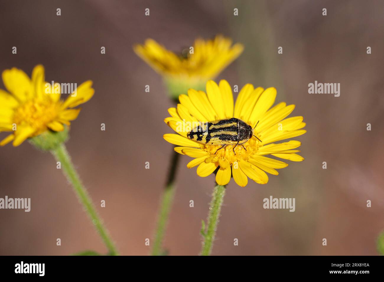 Metallic woodborer beetle or Acmaeodera feeding on a yellow aster flower at Rumsey Park in Payson, Arizona. Stock Photo