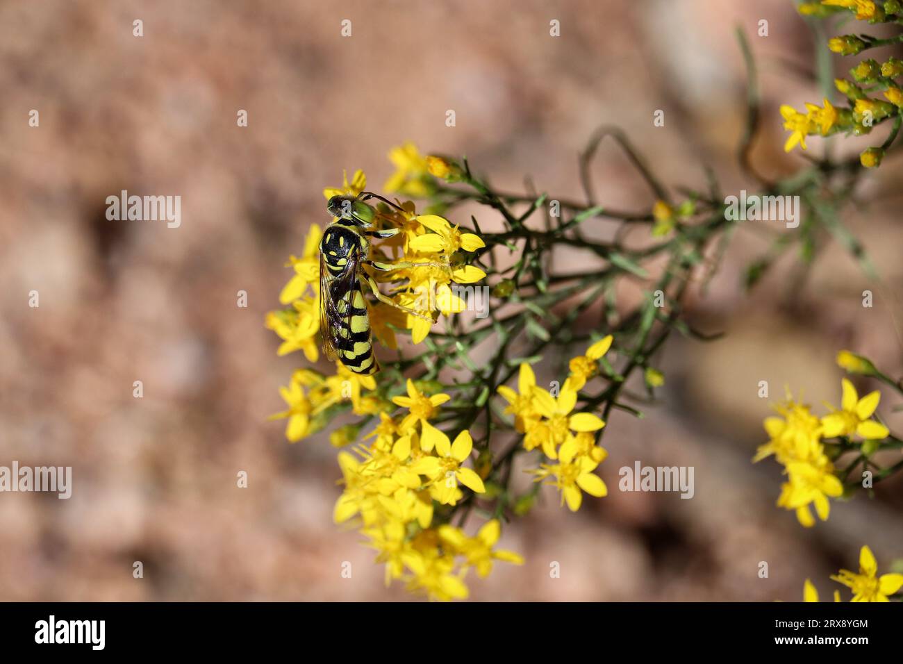 Sand wasp or Steniolia feeding on goldenrod flowers at Rumsey Park in Payson, Arizona. Stock Photo