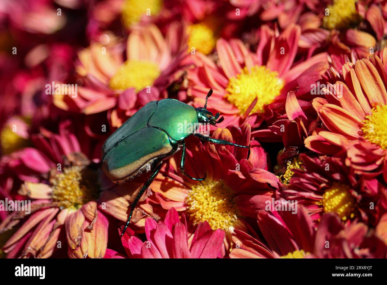 Figeater beetle or Continis mutabilis on some mum flowers at the Plant