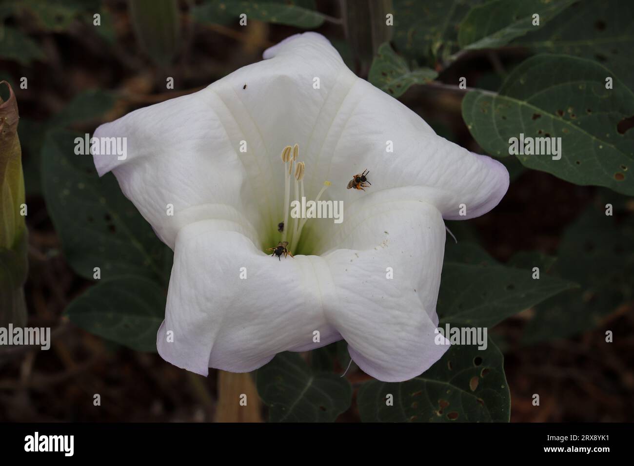 Close up of a sacred datura or Datura wrightii flower with some small bees in it at the Payson College trail, Arizona. Stock Photo