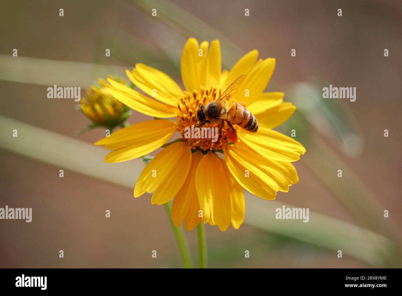 Honeybee or Apis mellifera feeding on a golden weed flower at the