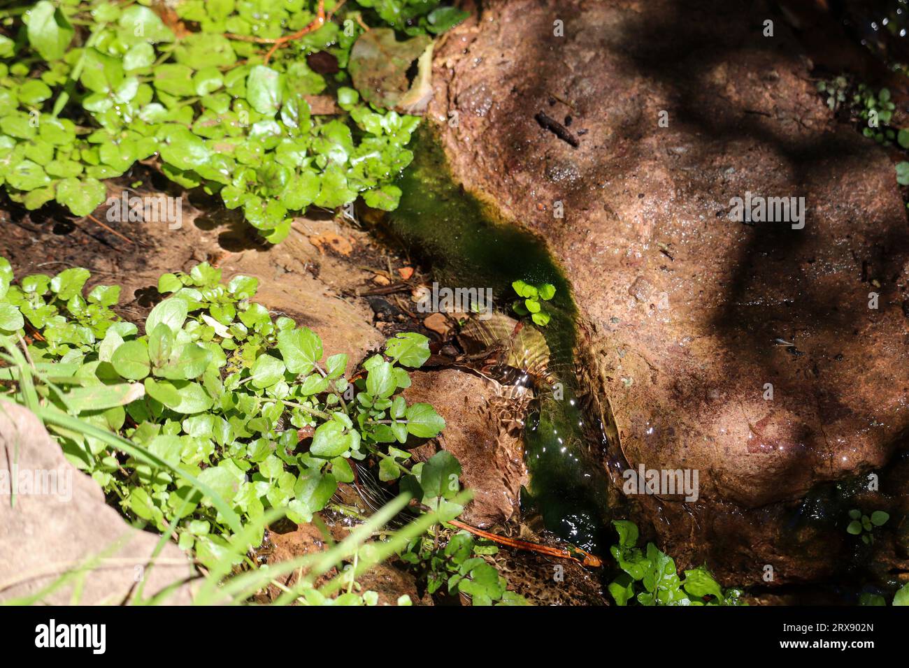 Close up of tiny stream flowing into Horton creek near Payson, Arizona. Stock Photo