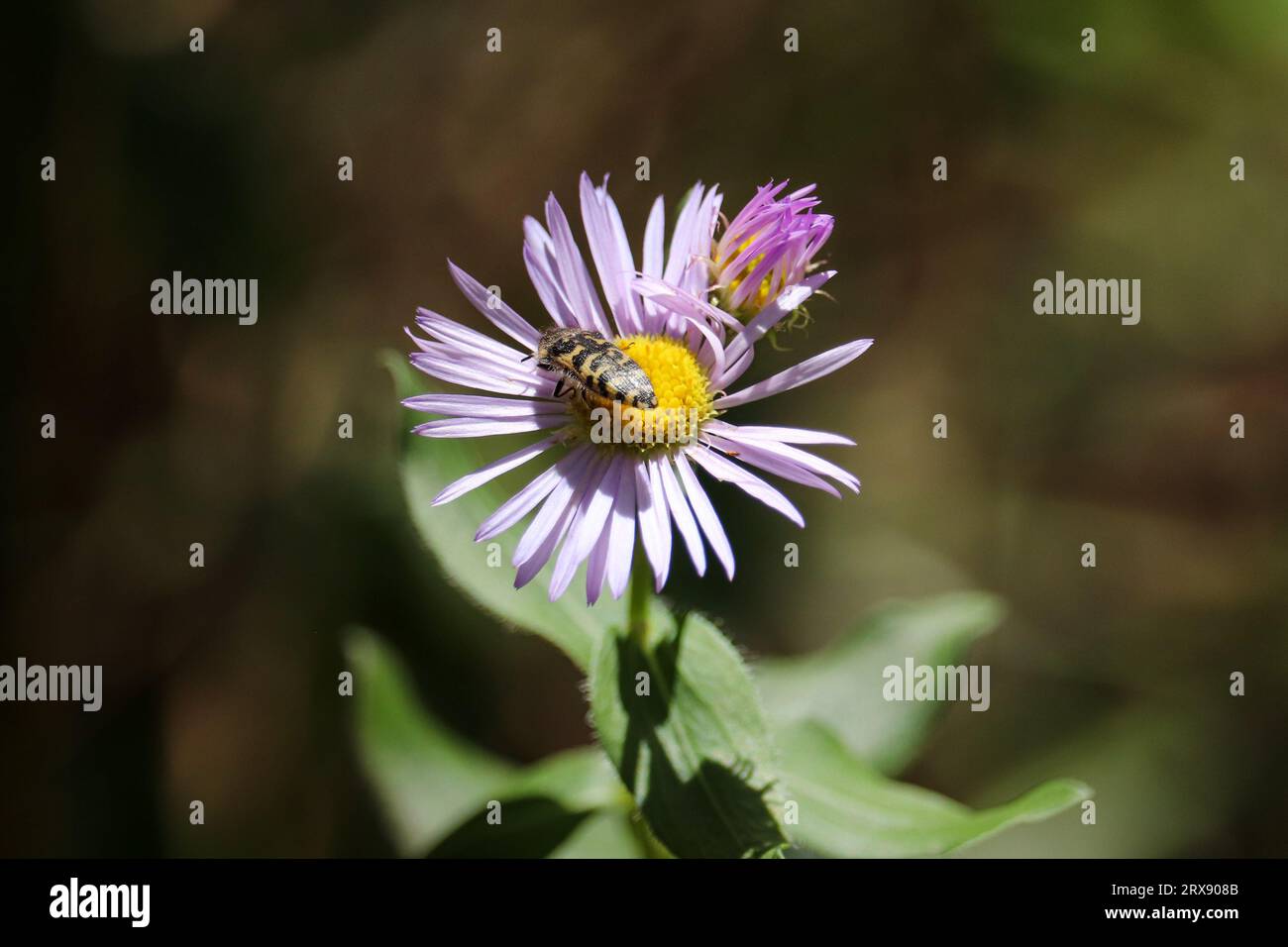 Close up of fleabane or Erigeron flower with a metallic woodborer beetle on it at the Tonto creek trails near Payson, Arizona. Stock Photo
