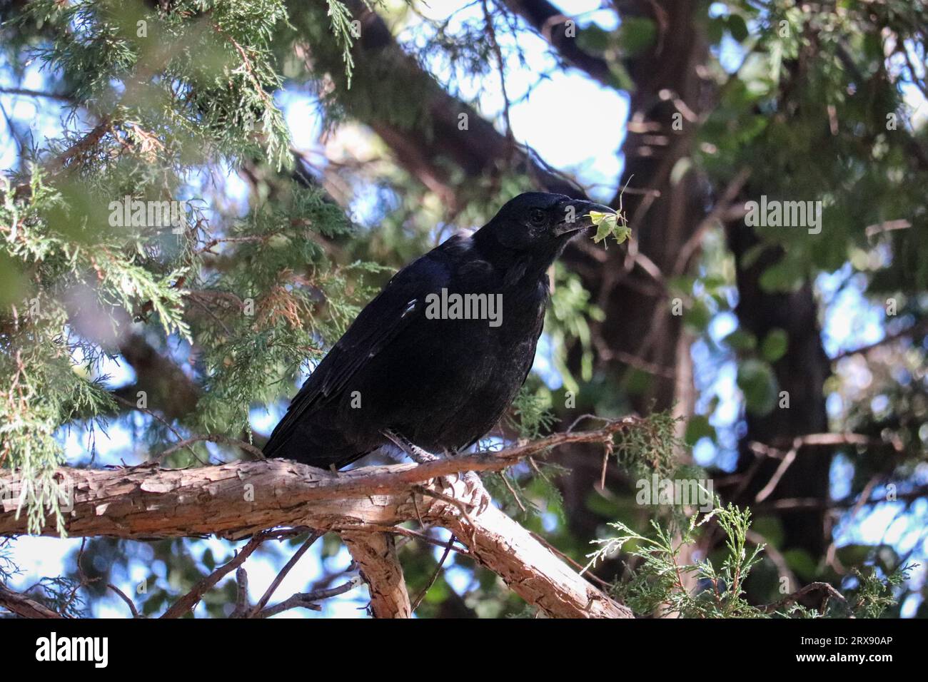 Common Raven or Corvus corax feeding on a praying mantis at Rumsey Park in Payson, Arizona. Stock Photo