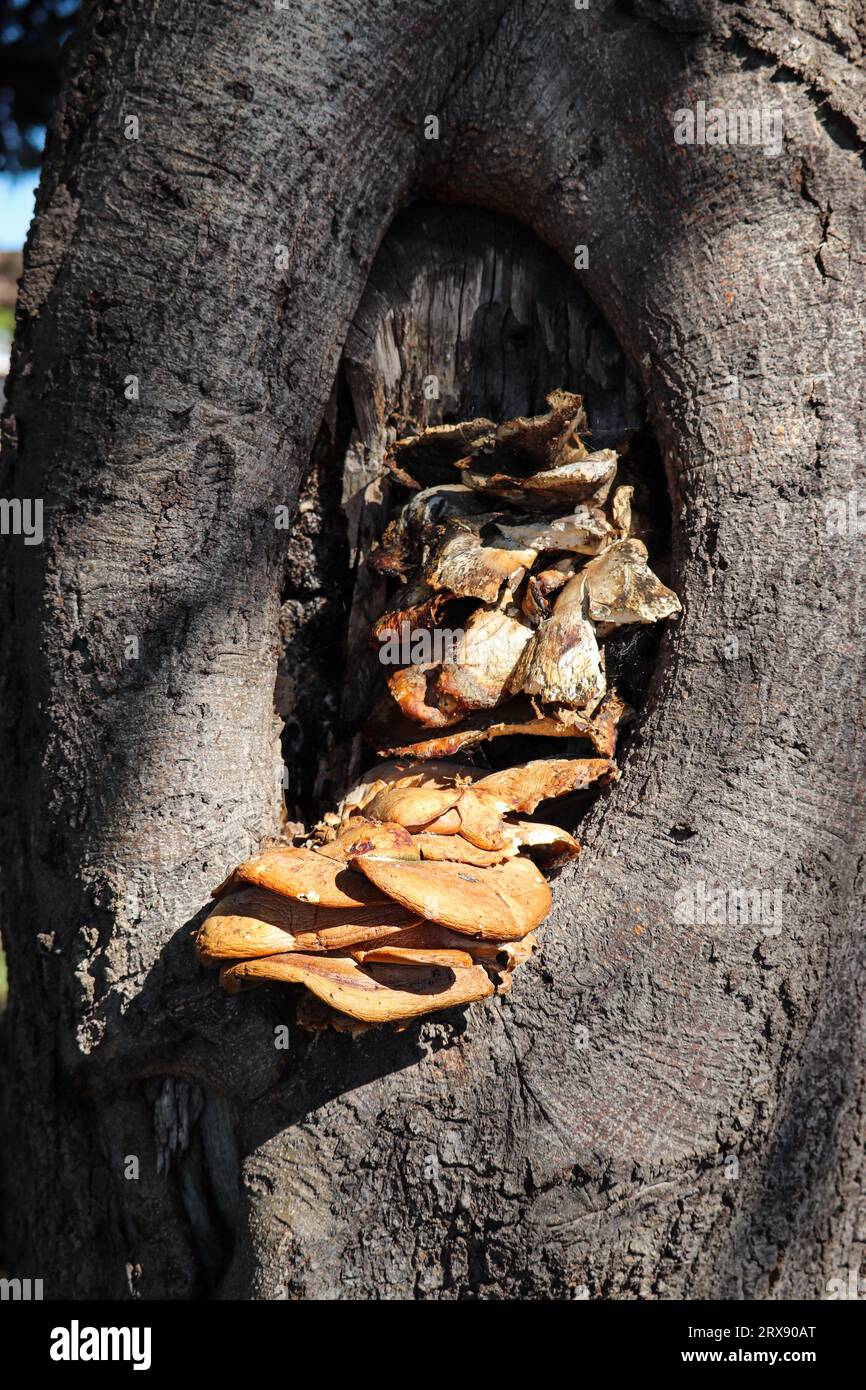 Some large mushrooms growing on the side on a tree at Rumsey Park in Payson, Arizona. Stock Photo