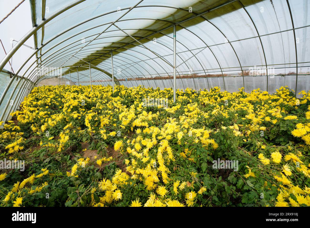 Golden chrysanthemum hi-res stock photography and images - Alamy