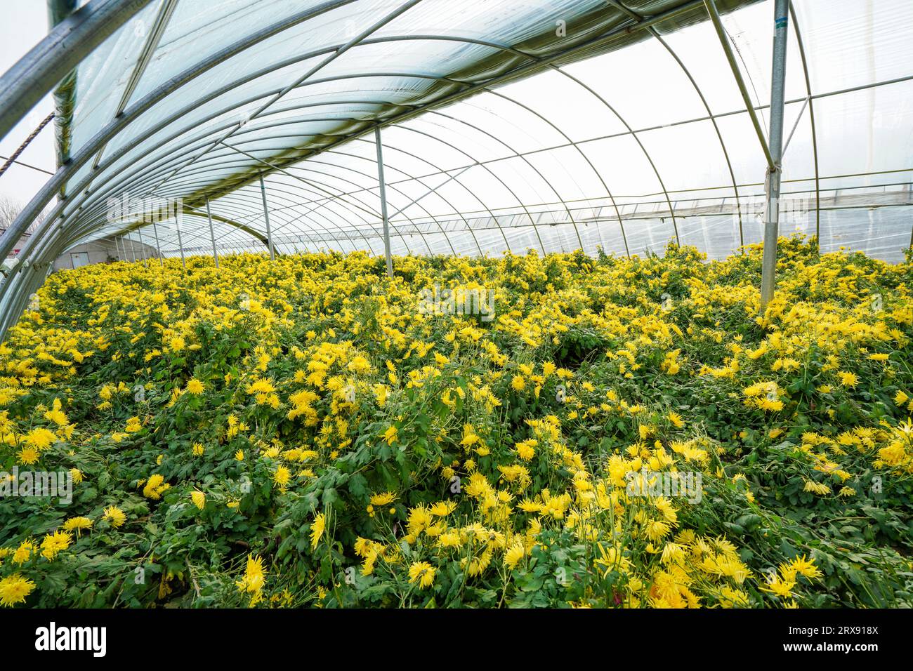 Golden chrysanthemum hi-res stock photography and images - Alamy
