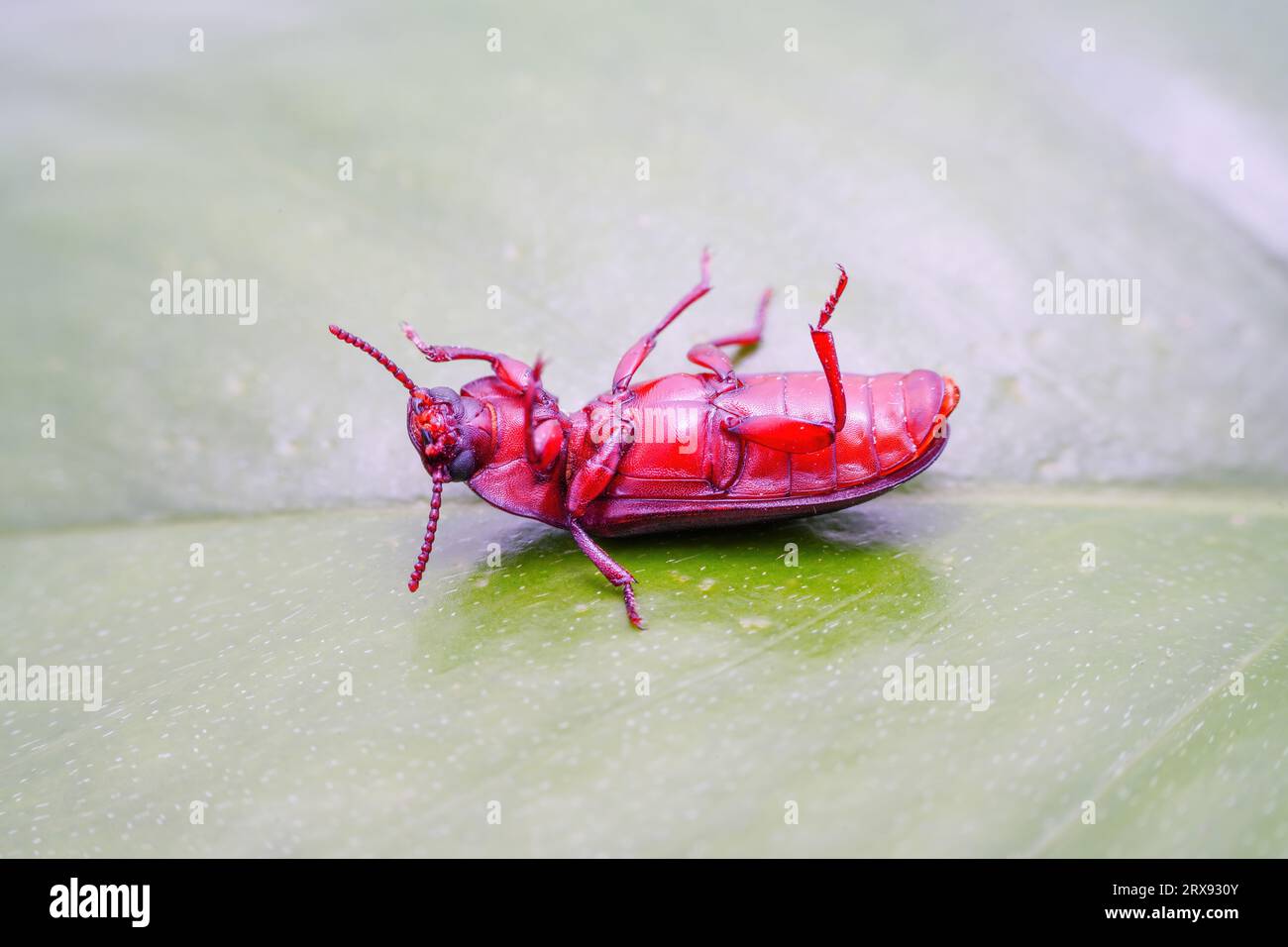 Mealworm in a breeding farm, North China Stock Photo Alamy