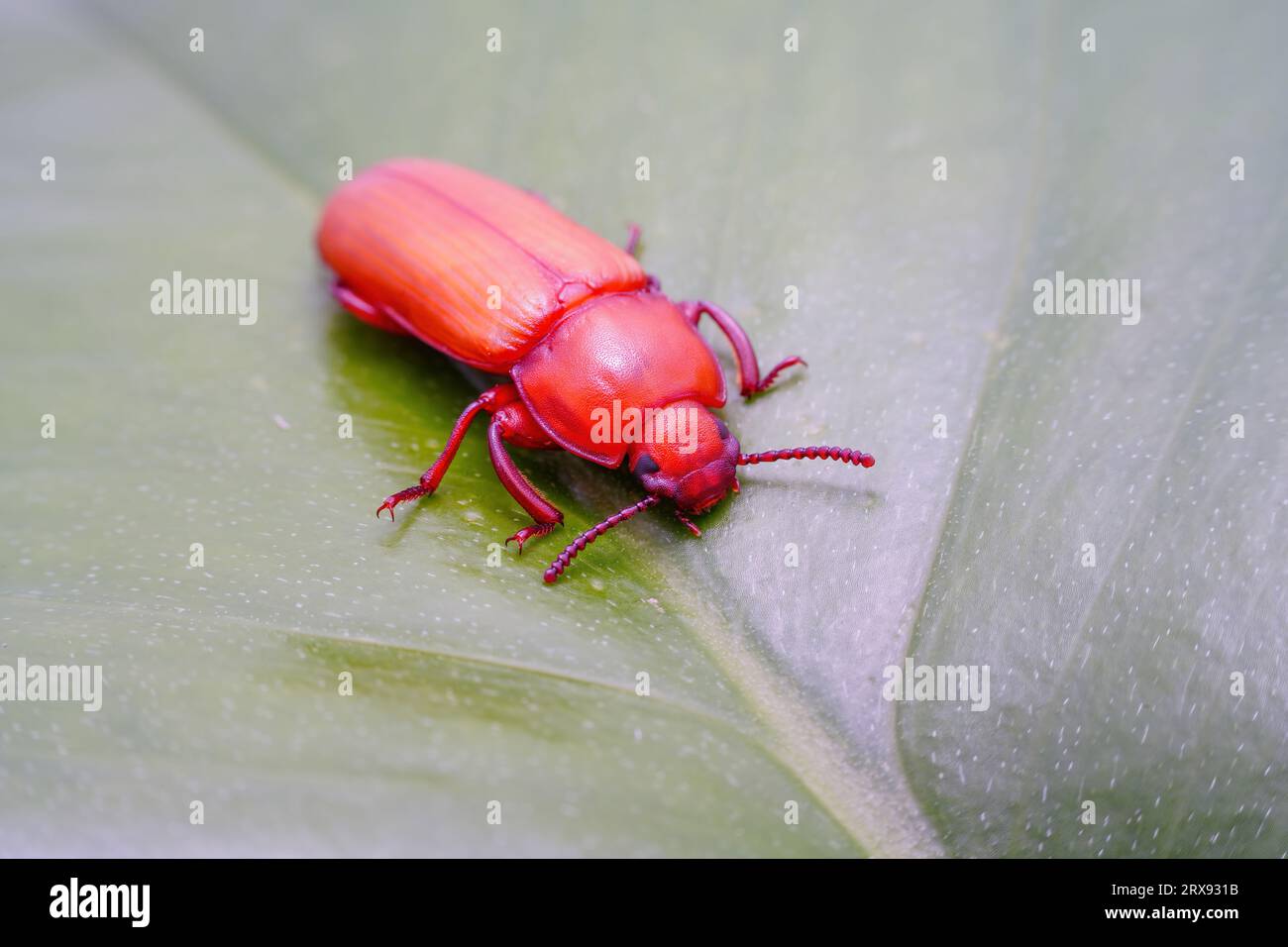 Mealworm in a breeding farm, North China Stock Photo Alamy