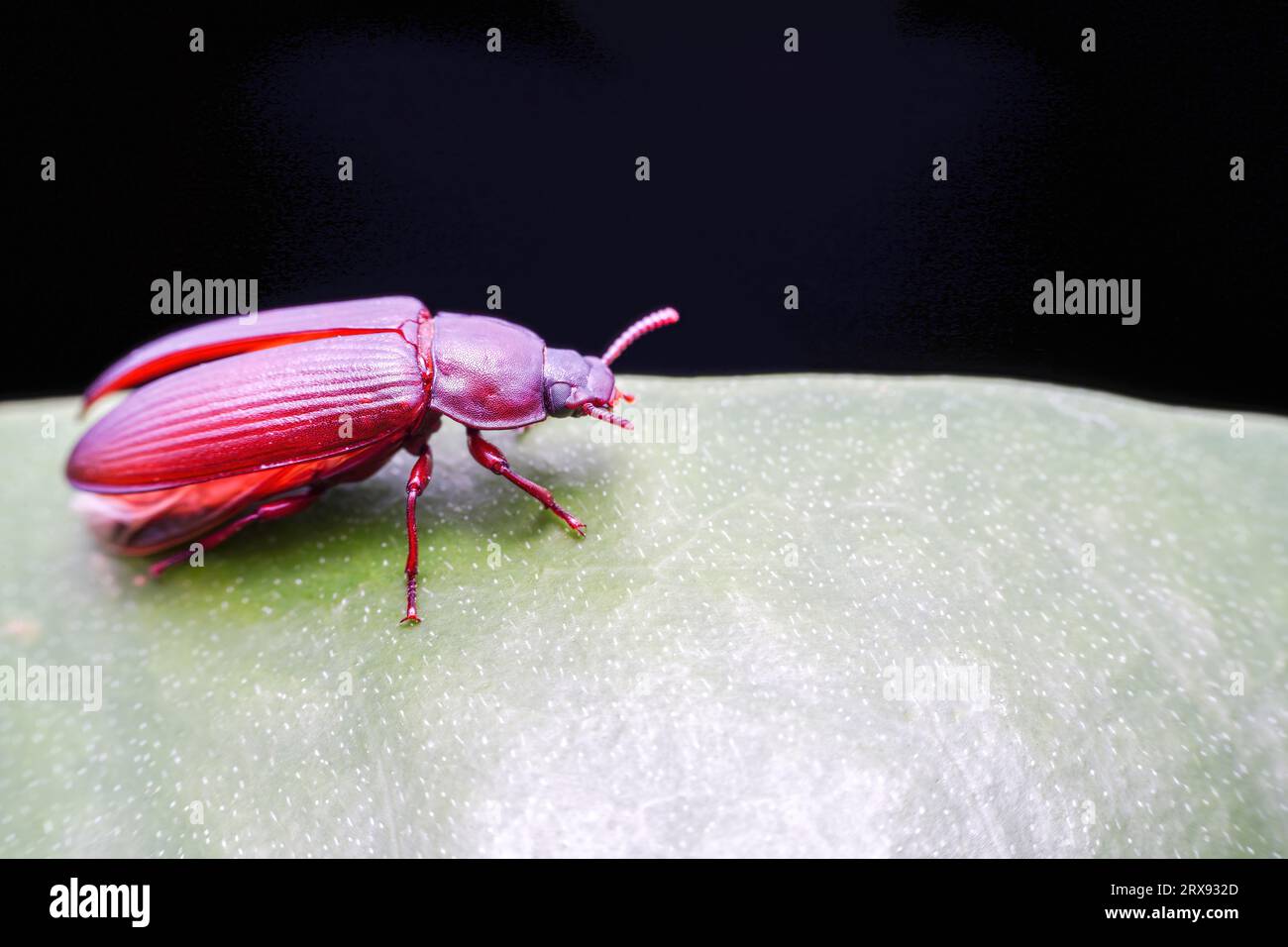 Mealworm in a breeding farm, North China Stock Photo Alamy