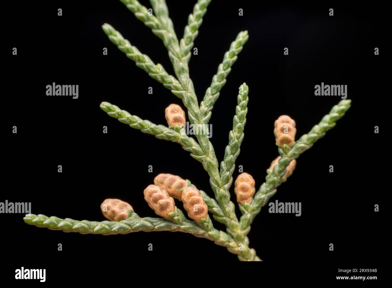 Platycladus orientalis in nature state Stock Photo