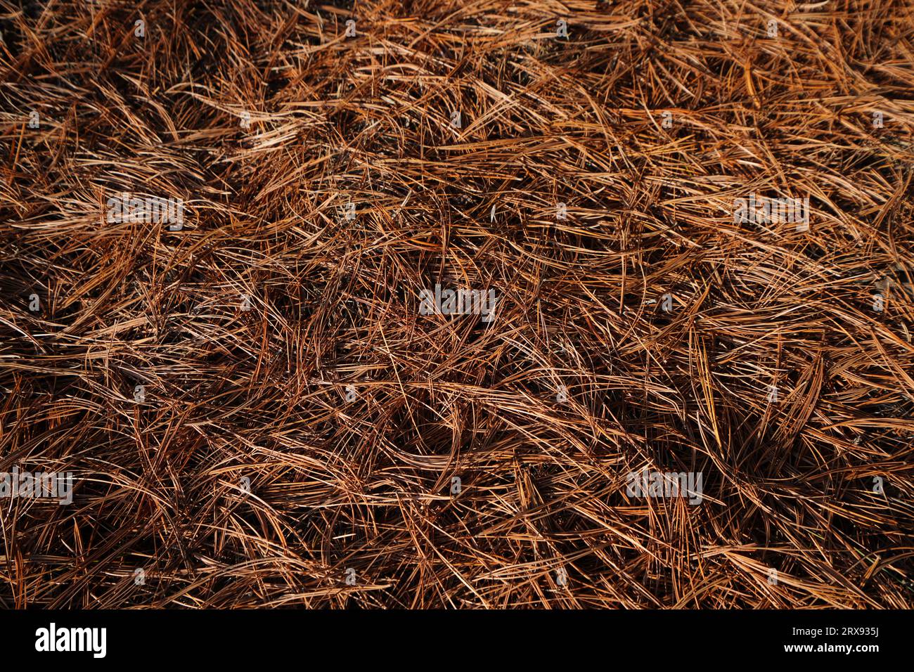 Pine needles on ground hi-res stock photography and images - Alamy