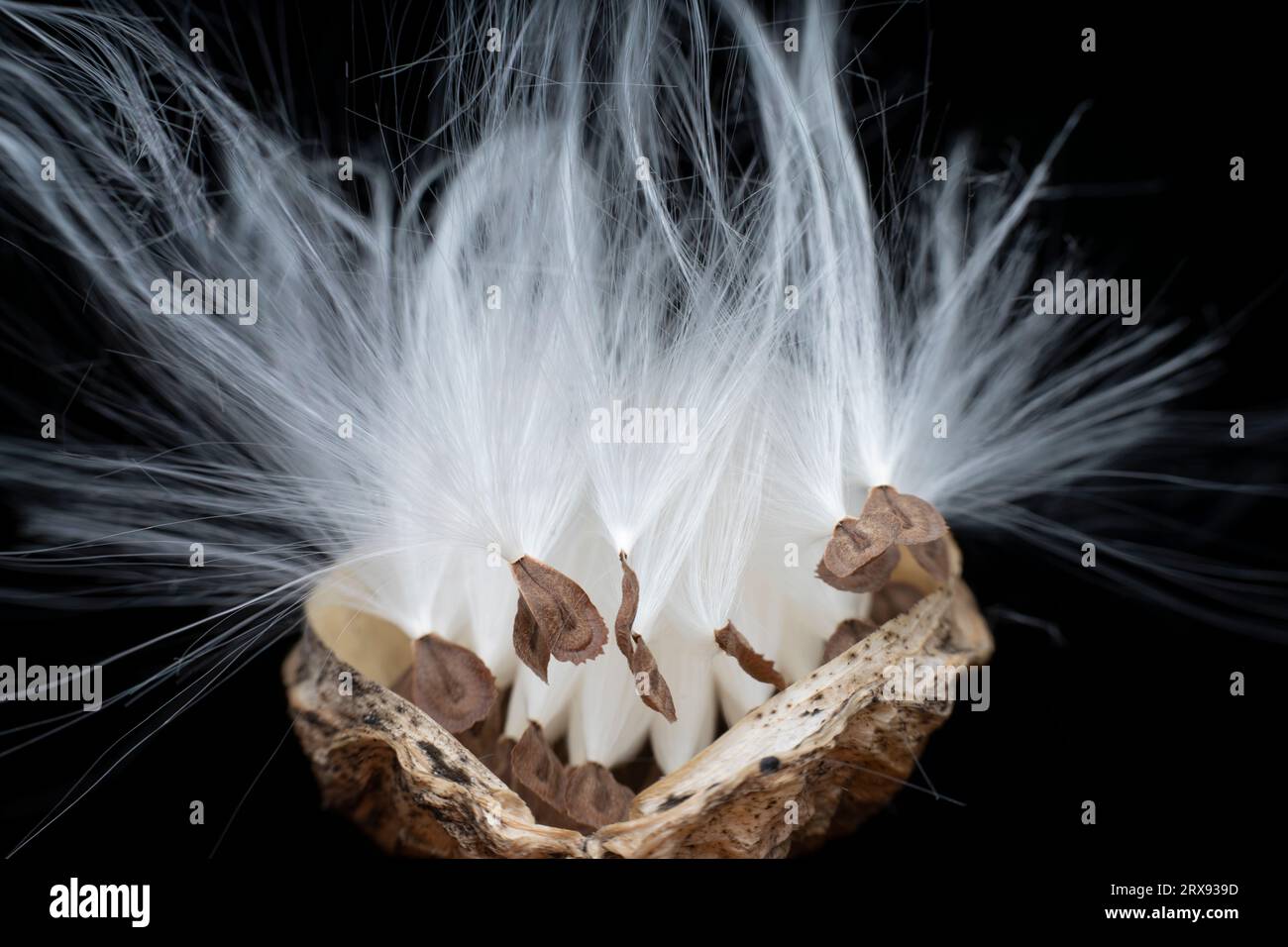 Macro photo of Asclepiadaceae seeds Stock Photo - Alamy