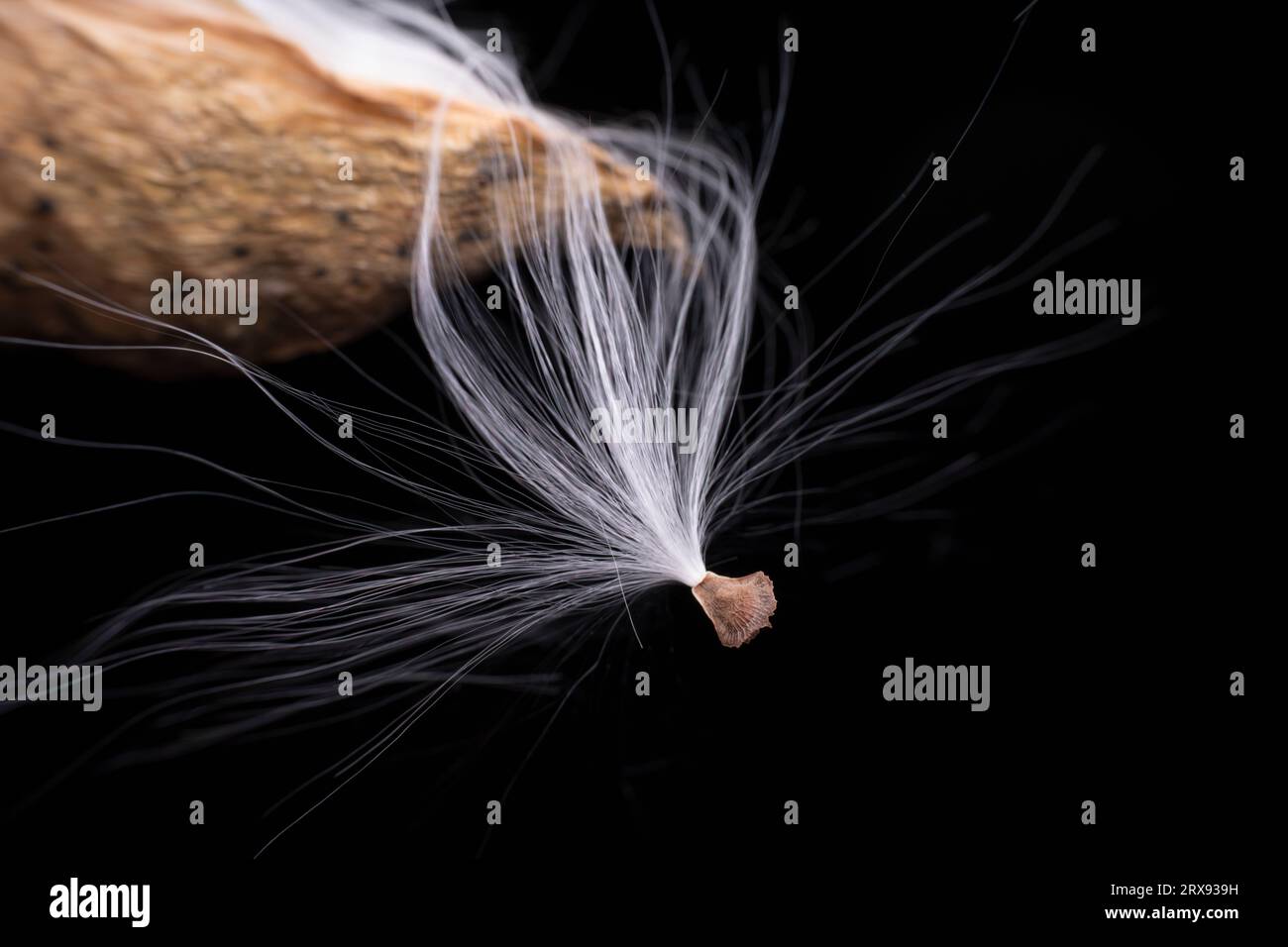Macro photo of Asclepiadaceae seeds Stock Photo - Alamy