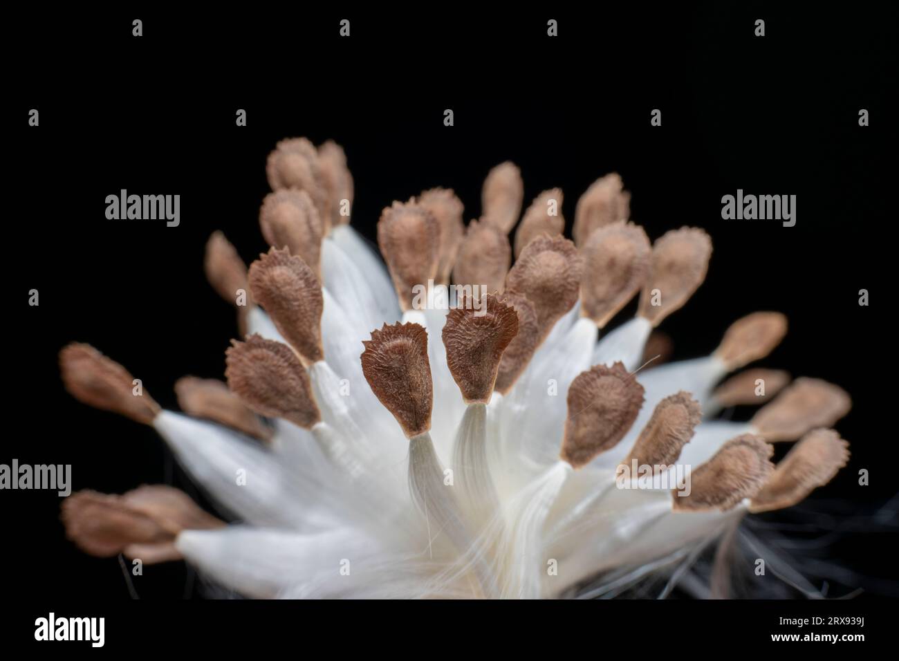 Macro photo of Asclepiadaceae seeds Stock Photo - Alamy
