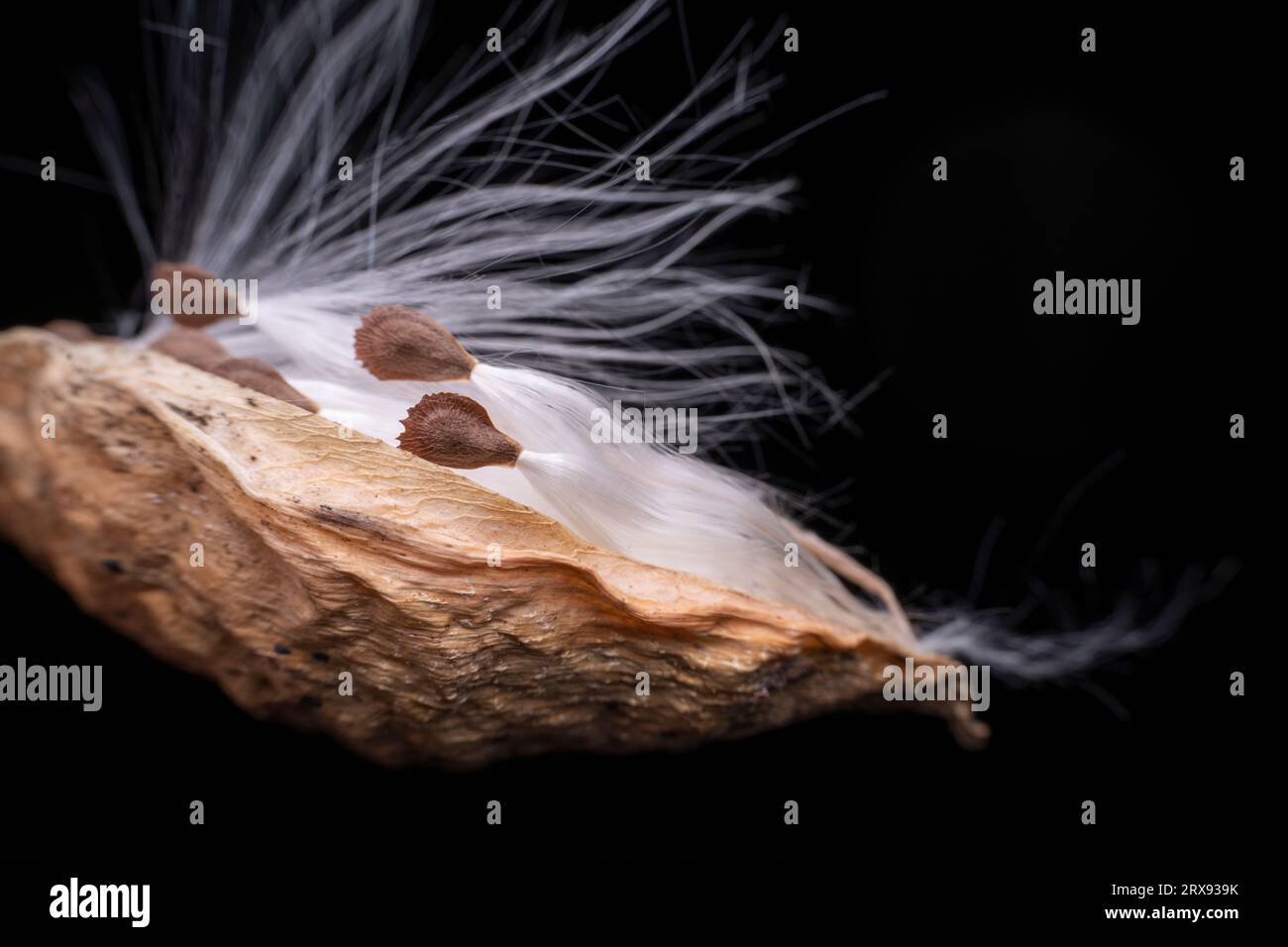 Macro photo of Asclepiadaceae seeds Stock Photo - Alamy