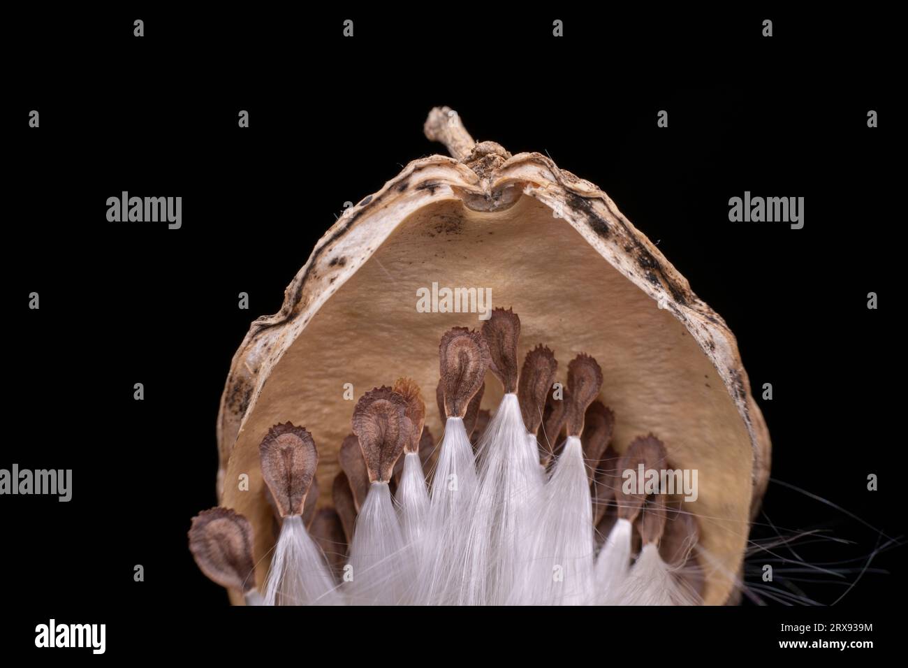 Macro photo of Asclepiadaceae seeds Stock Photo - Alamy