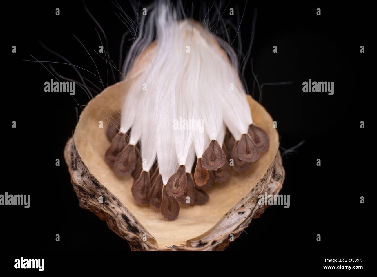 Macro photo of Asclepiadaceae seeds Stock Photo - Alamy