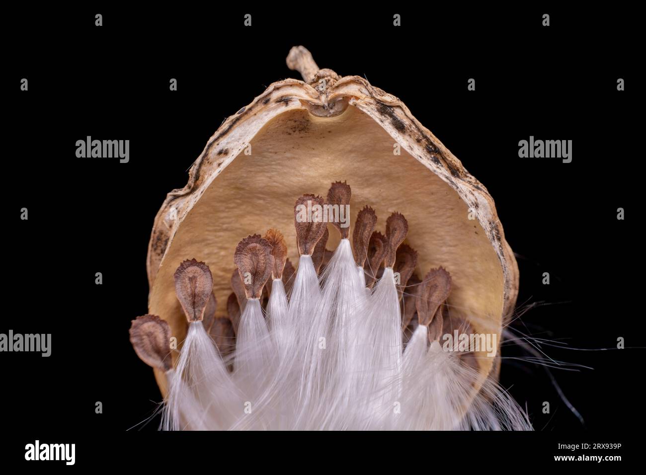Macro photo of Asclepiadaceae seeds Stock Photo - Alamy
