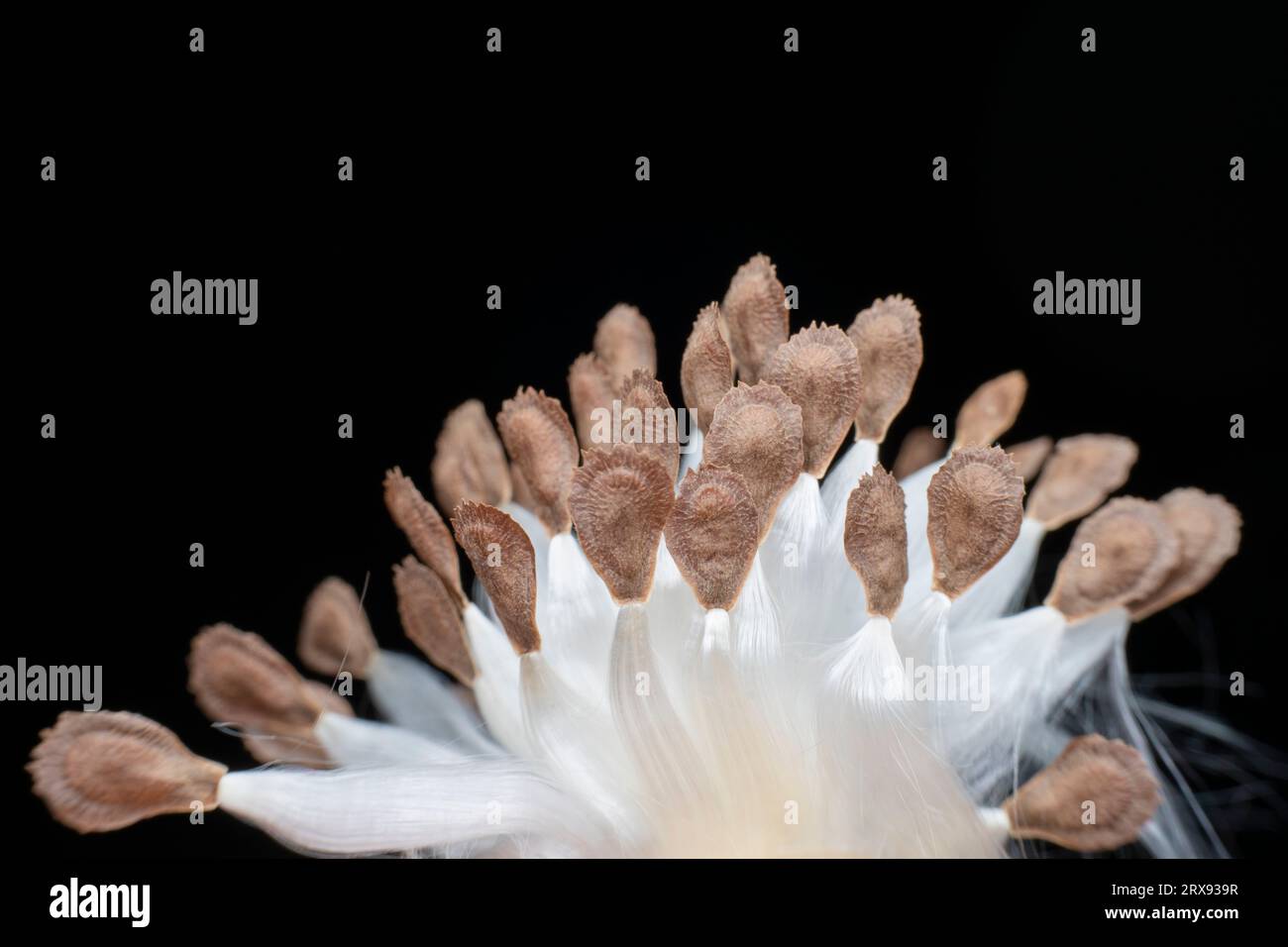 Macro photo of Asclepiadaceae seeds Stock Photo - Alamy
