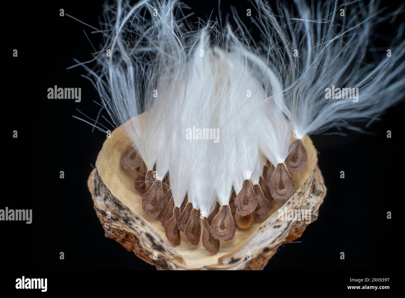 Macro photo of Asclepiadaceae seeds Stock Photo - Alamy