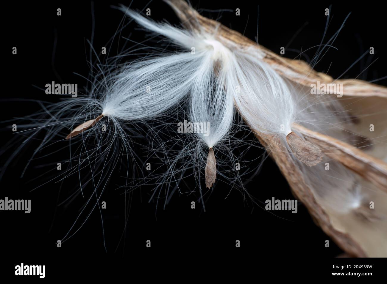 Macro photo of Asclepiadaceae seeds Stock Photo - Alamy
