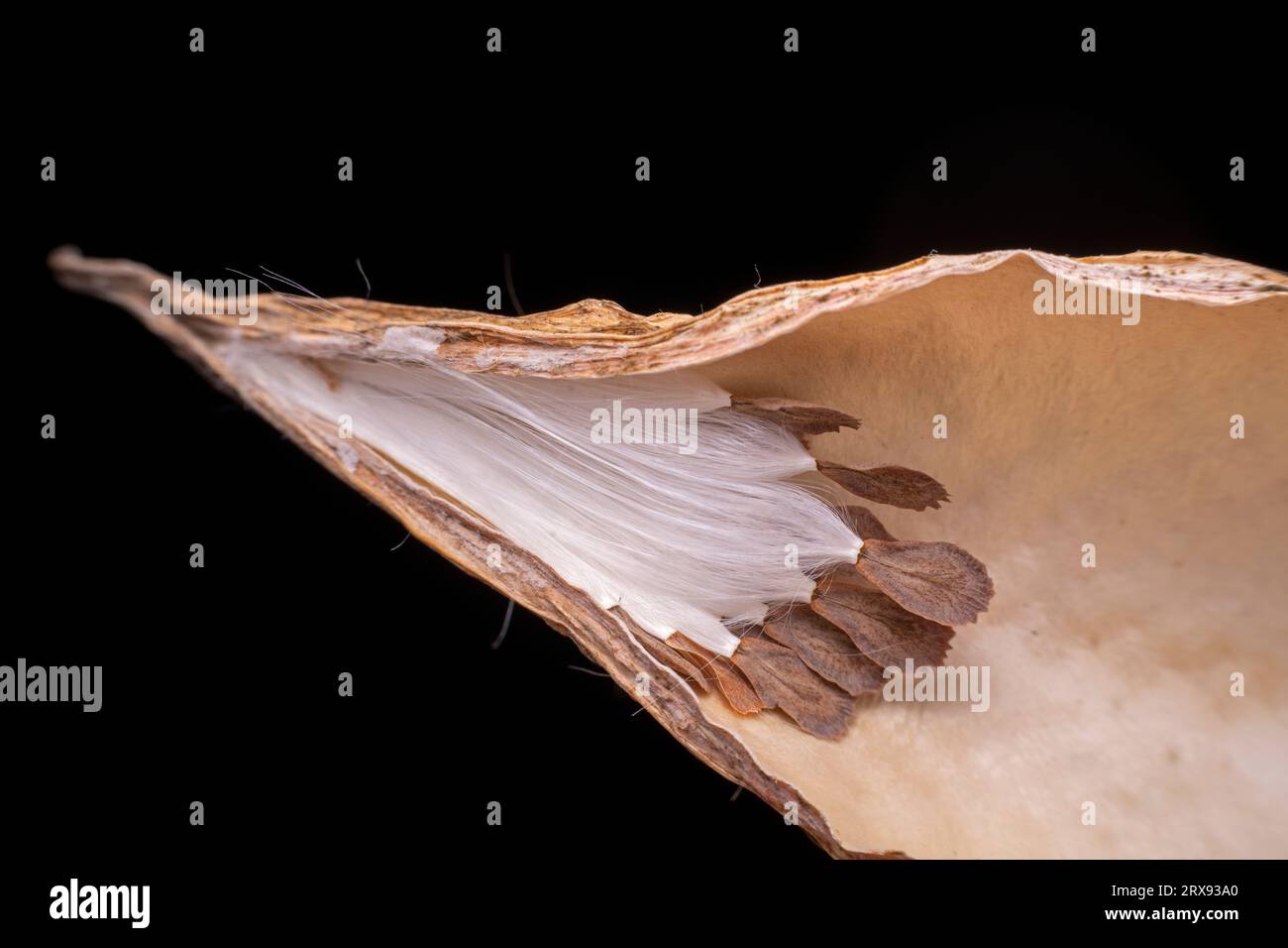 Macro photo of Asclepiadaceae seeds Stock Photo - Alamy