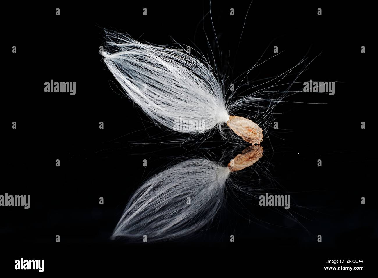 Macro photo of Asclepiadaceae seeds Stock Photo - Alamy