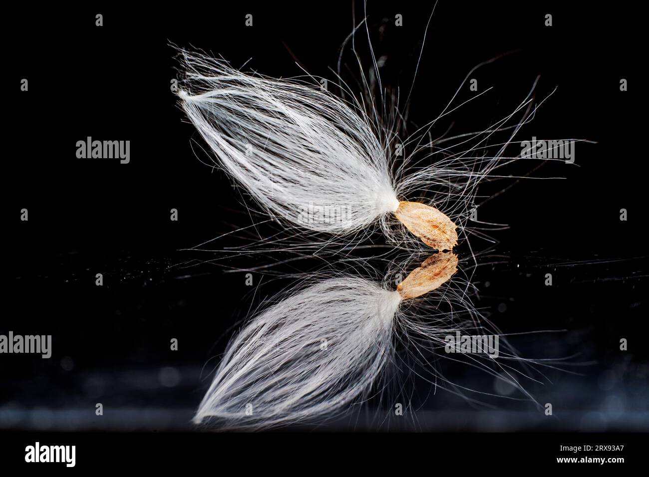 Macro photo of Asclepiadaceae seeds Stock Photo - Alamy
