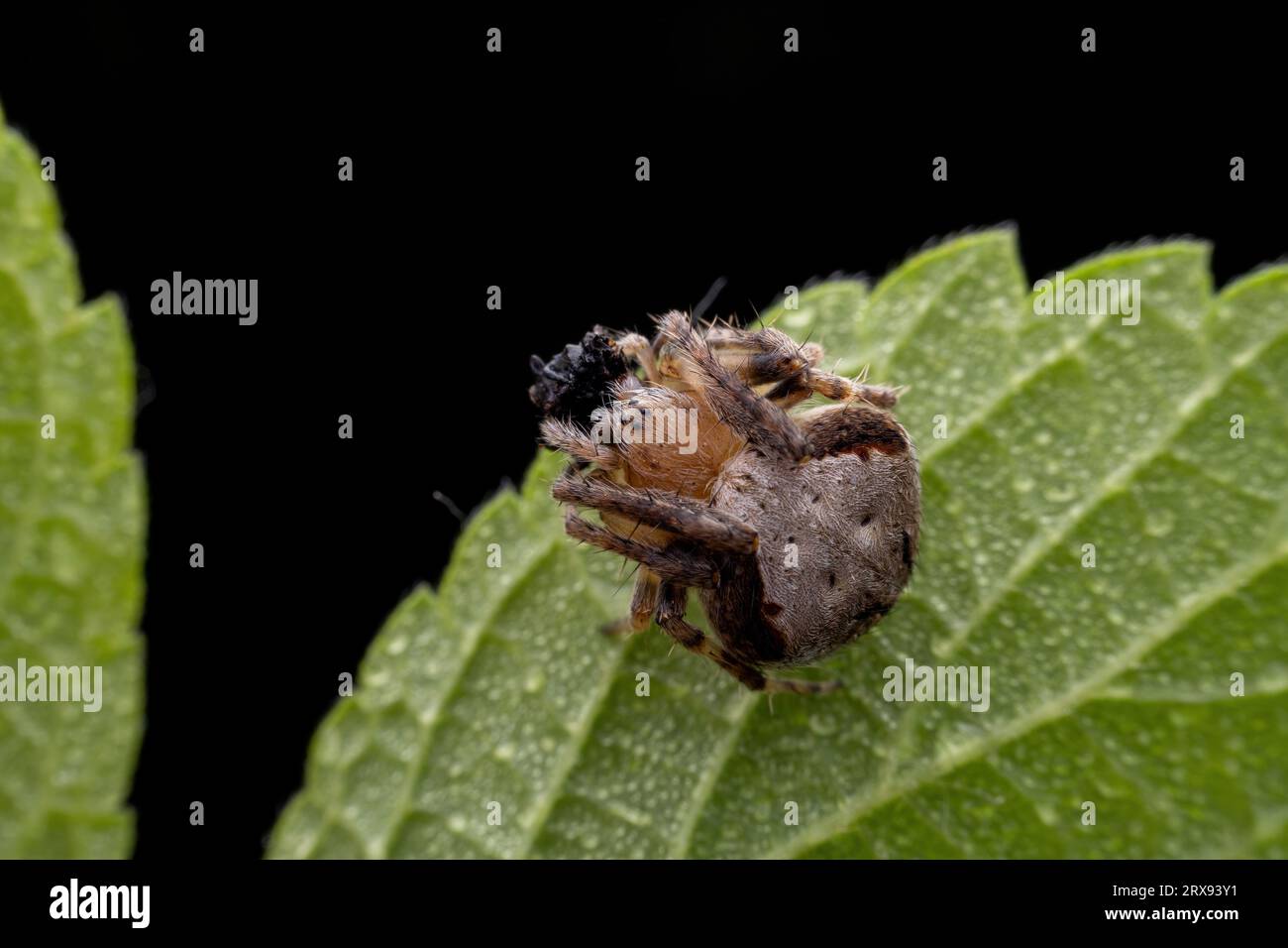 spider inhabiting on the leaves of wild plants Stock Photo - Alamy