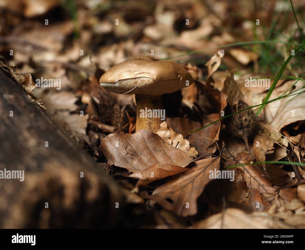 Brown mushroom (possibly not edible or poisonous) in a forest in Szczecin Poland Stock Photo