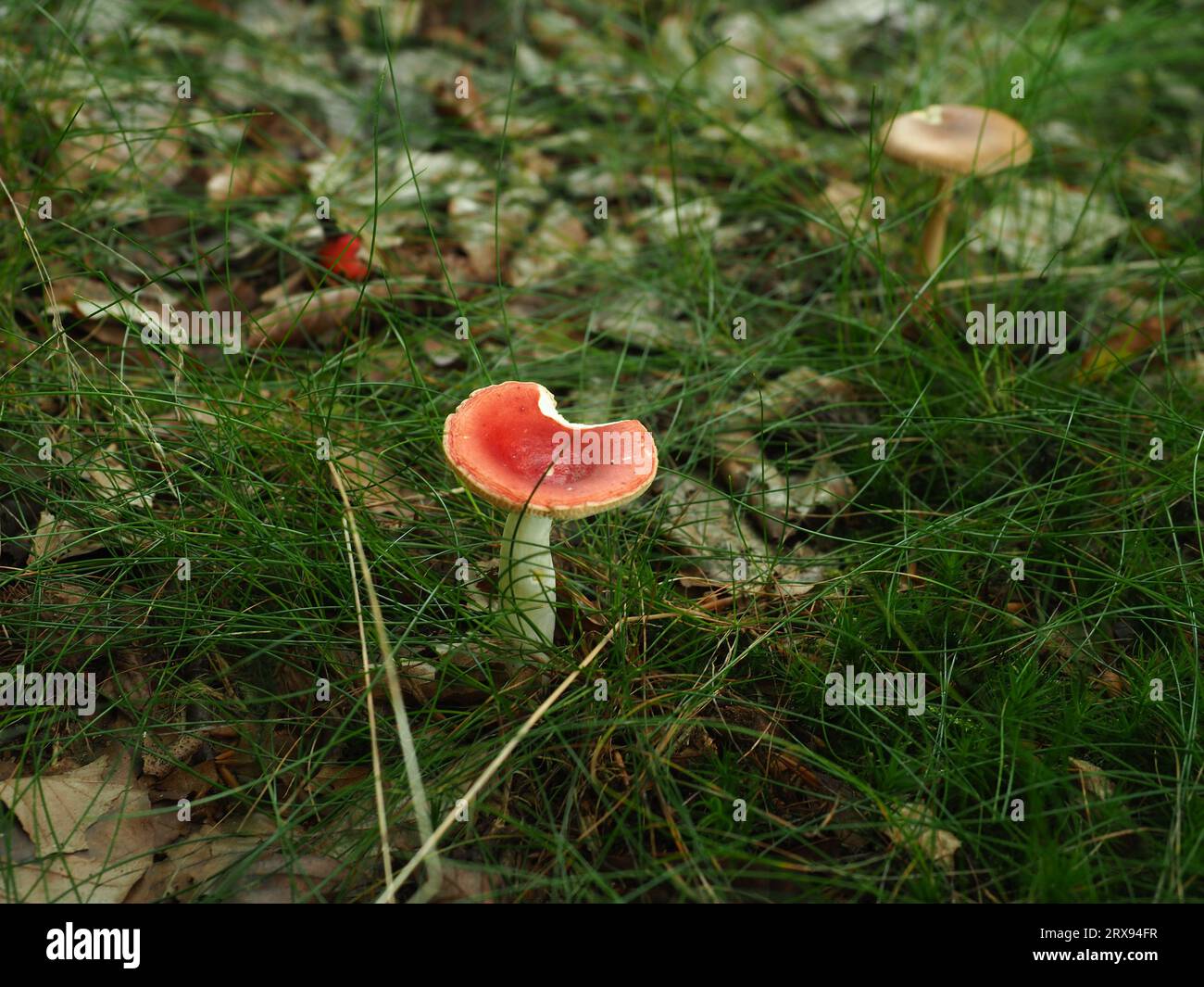 Red and brown mushrooms in a forest of Poland Stock Photo
