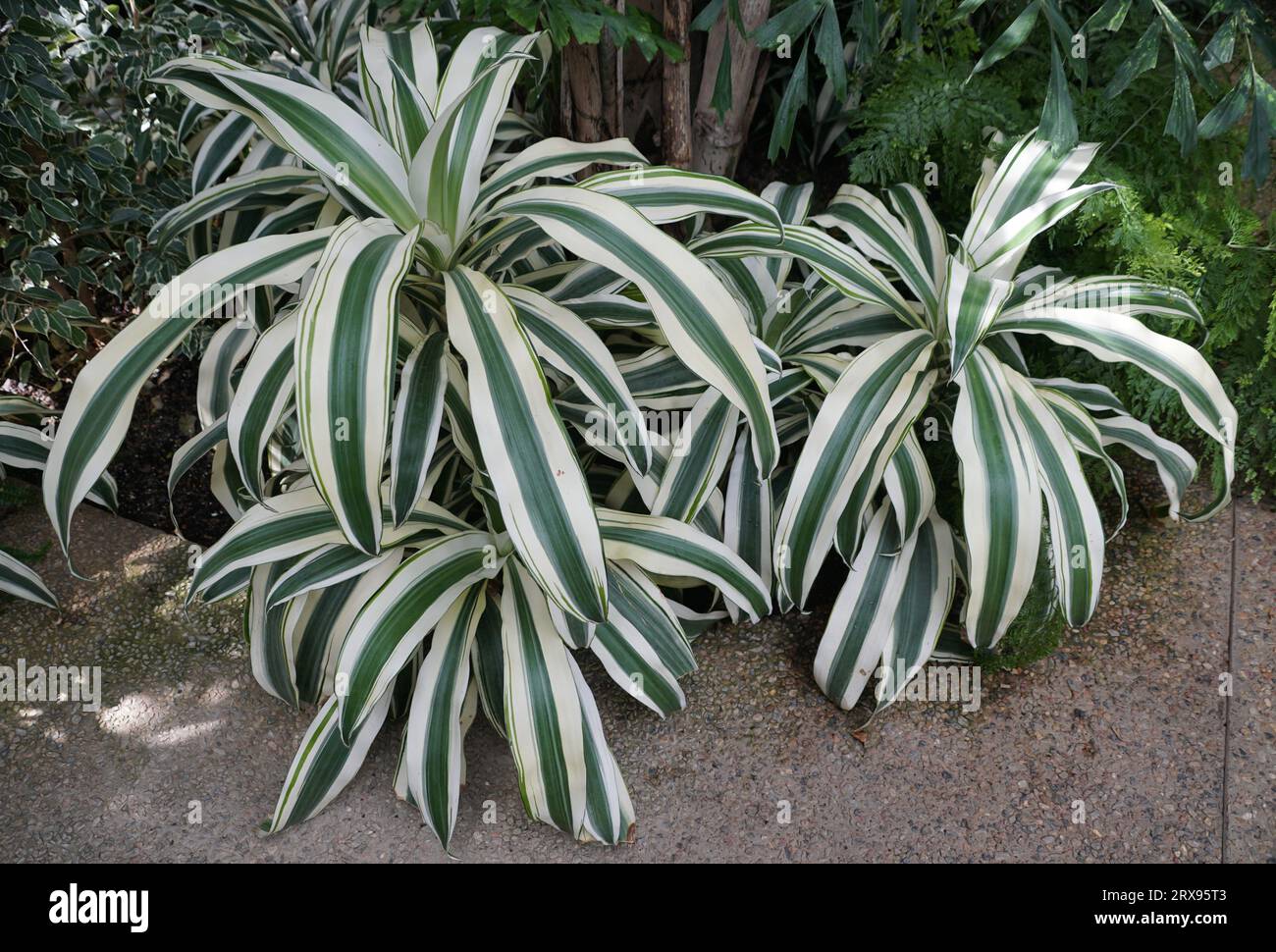 sago palm indoor plant Sago Palm Tree  Timeless, Low-Maintenance Indoor & Outdoor Plant