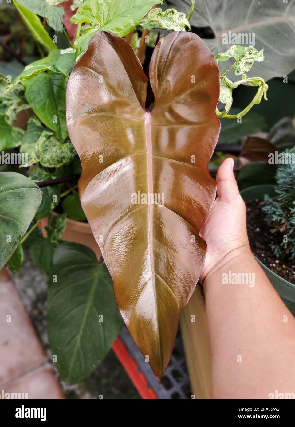 succulent pots for sale Assorted Rosette 2 inch Succulent Plants main image 0