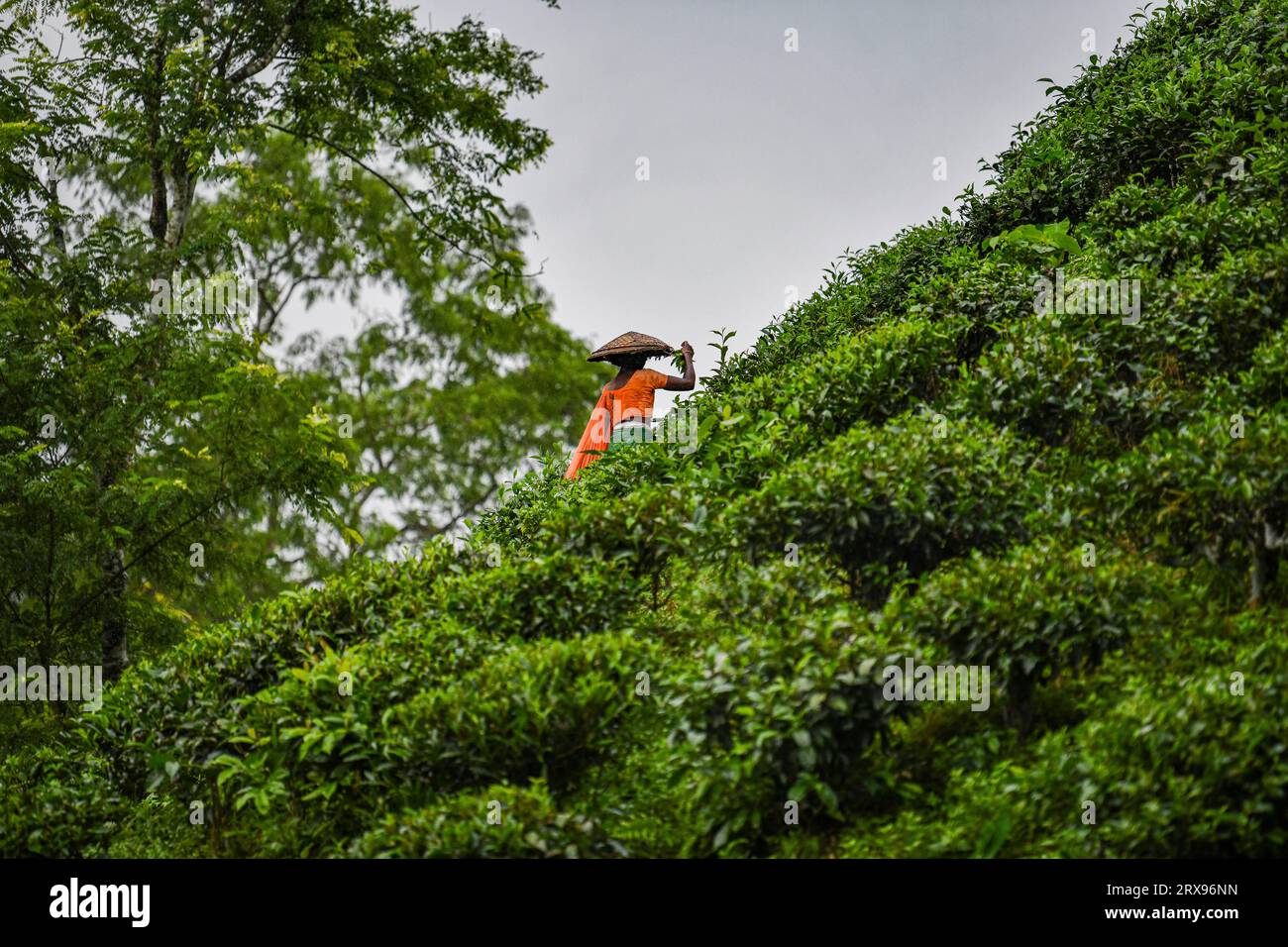 A Bangladeshi woman plucking tea leaves at a tea garden in Sylhet. Tea Plucking is a specialized skill. Two leaves and a bud need to be plucked in order to get the best taste and profitability. The calculation of daily wage is 170tk(1.60$) for plucking at least 22-23 kg leaves per day for a worker. The area of Sylhet has over 150 gardens including three of the largest tea gardens in the world both in area and production. Nearly 300,000 workers are employed on the tea estates of which over 75% are women but they are passing their lives as a slave. Stock Photo
