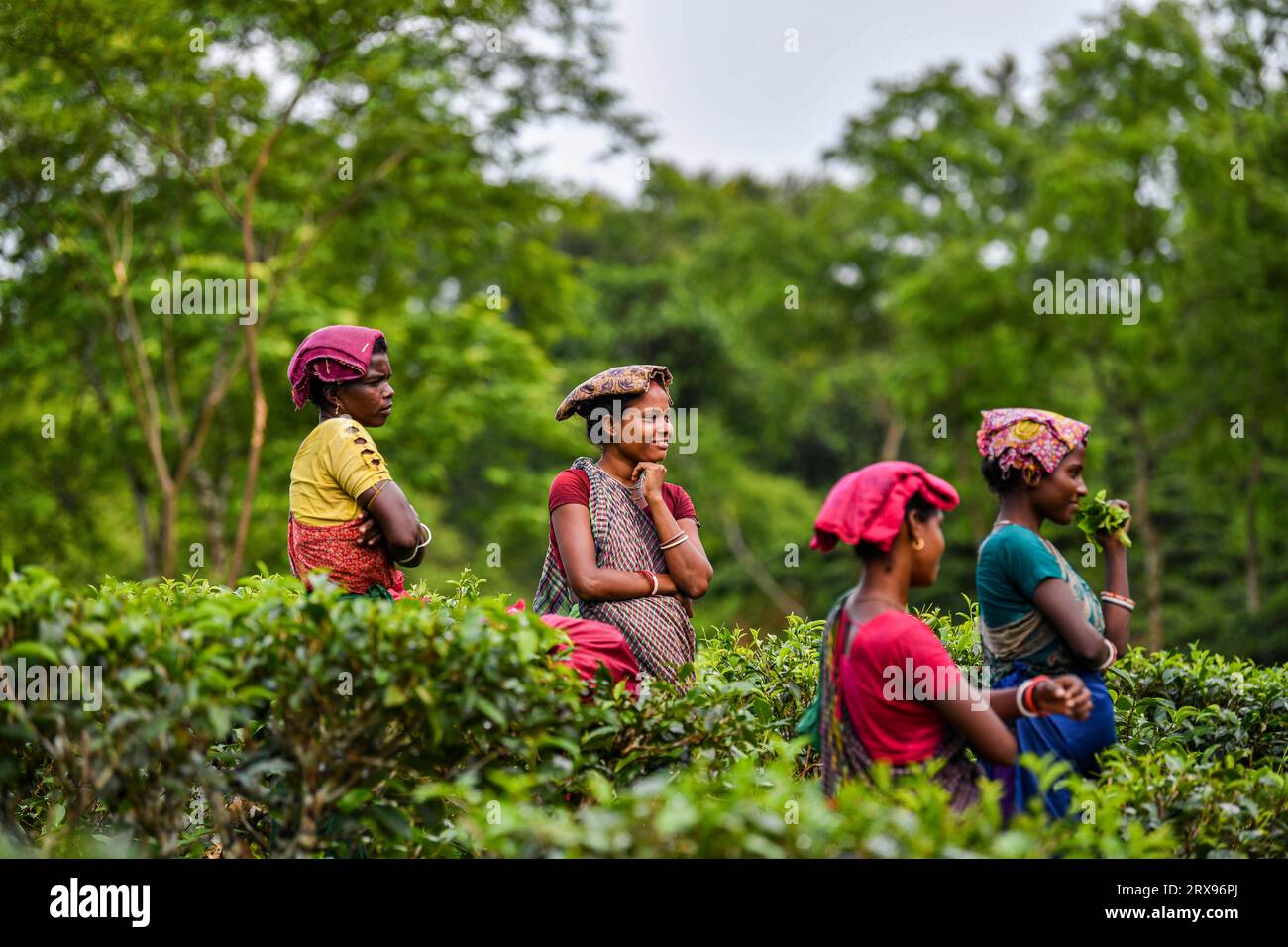 Bangladeshi woman's plucking tea leaves at a tea garden in Sylhet. Tea Plucking is a specialized skill. Two leaves and a bud need to be plucked in order to get the best taste and profitability. The calculation of daily wage is 170tk(1.60$) for plucking at least 22-23 kg leaves per day for a worker. The area of Sylhet has over 150 gardens including three of the largest tea gardens in the world both in area and production. Nearly 300,000 workers are employed on the tea estates of which over 75% are women but they are passing their lives as a slave. Stock Photo