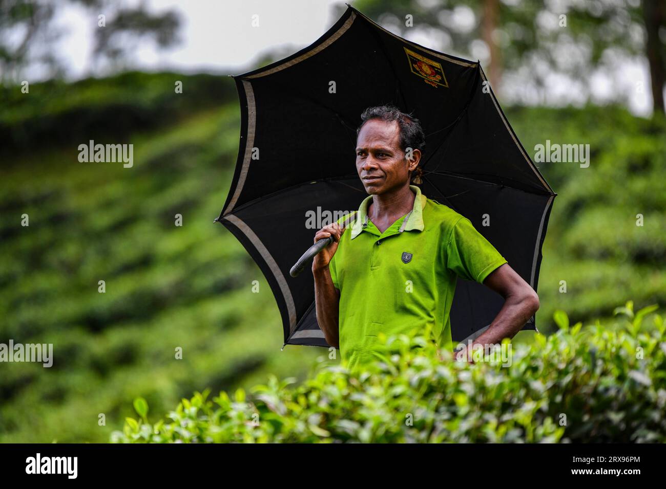 A Bangladeshi man tea garden worker walks at a tea garden in Sylhet. Tea Plucking is a specialized skill. Two leaves and a bud need to be plucked in order to get the best taste and profitability. The calculation of daily wage is 170tk(1.60$) for plucking at least 22-23 kg leaves per day for a worker. The area of Sylhet has over 150 gardens including three of the largest tea gardens in the world both in area and production. Nearly 300,000 workers are employed on the tea estates of which over 75% are women but they are passing their lives as a slave. Stock Photo