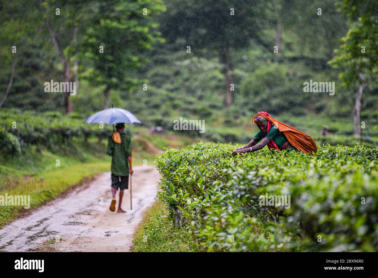 A Bangladeshi woman plucking tea leaves at a tea garden in Sylhet. Tea Plucking is a specialized skill. Two leaves and a bud need to be plucked in order to get the best taste and profitability. The calculation of daily wage is 170tk(1.60$) for plucking at least 22-23 kg leaves per day for a worker. The area of Sylhet has over 150 gardens including three of the largest tea gardens in the world both in area and production. Nearly 300,000 workers are employed on the tea estates of which over 75% are women but they are passing their lives as a slave. Stock Photo